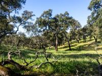 Impression aus dem Korkeichenwald